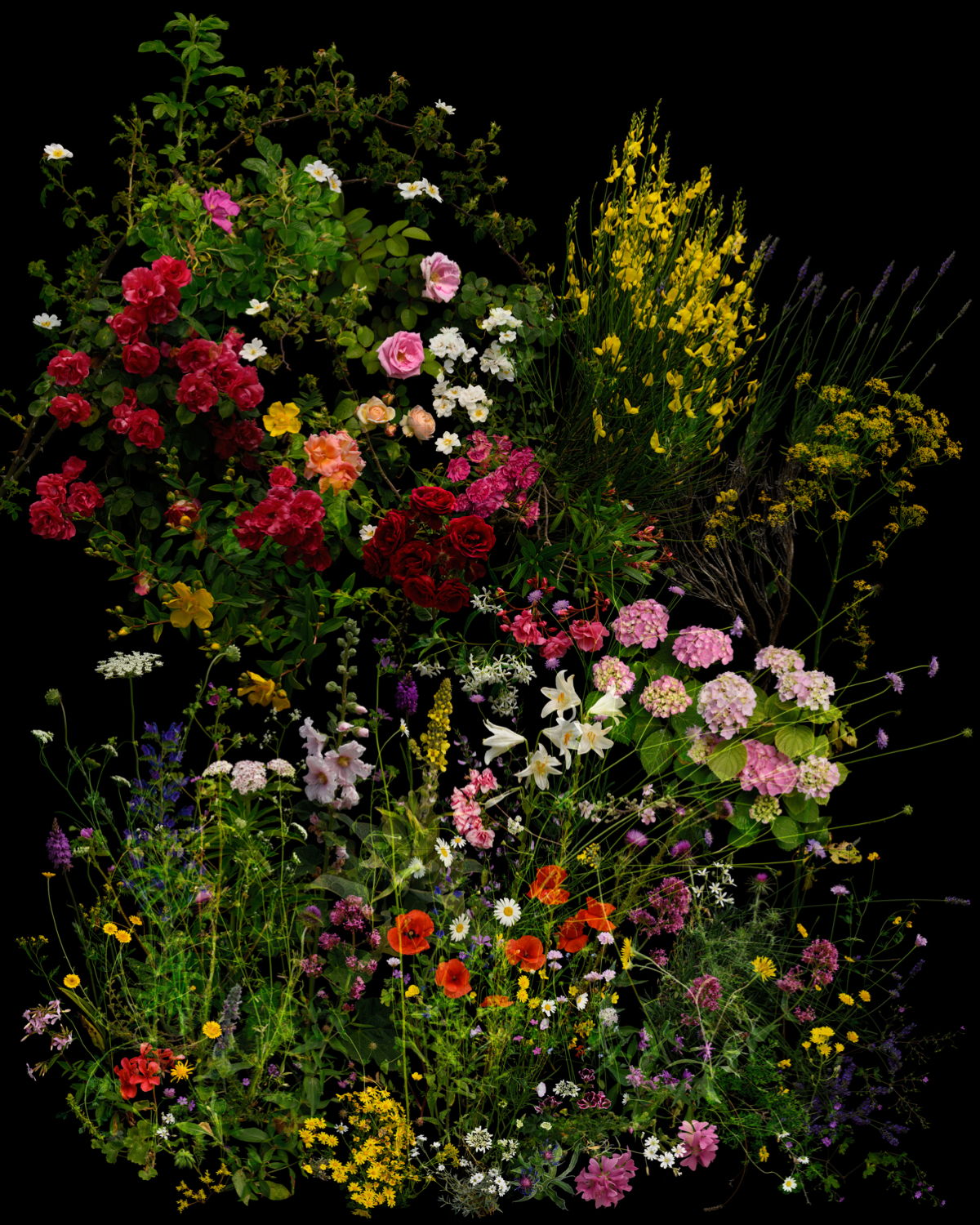 Till Cremer, Montenero val Cocchiara / Abruzzi Apennines, June 2024, from the series Blütenporträts (Bloom Portraits), 2024–2025